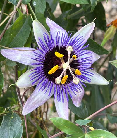 Bild einer Passionsblume
