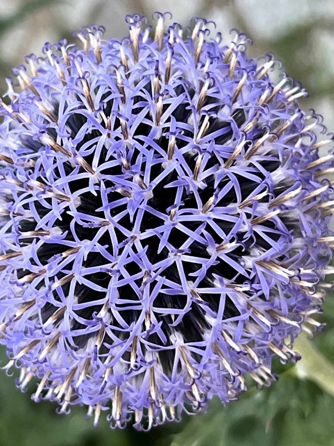 Kanoblauchblume